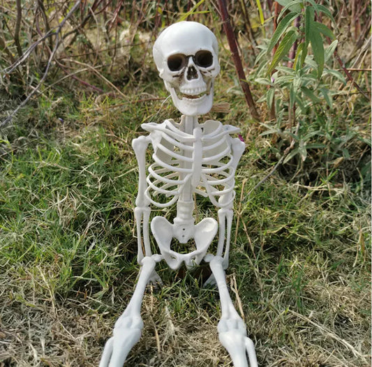 Life-Size Skeleton