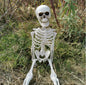 Life-Size Skeleton
