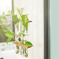 Wall Hanging Test Tube Propagation Station