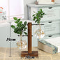 Transparent Vase for plants home decor